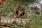 TOSA INU 427